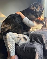 Newfoundland Dog Facts Every Pet Lover Should Know