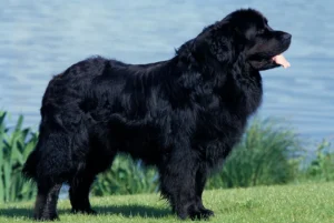 Newfoundland Dog Facts Every Pet Lover Should Know