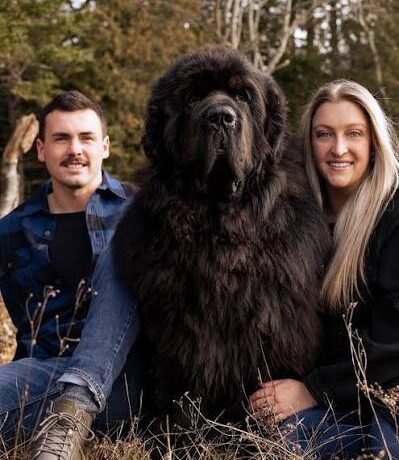 Newfoundland Dog Facts Every Pet Lover Should Know