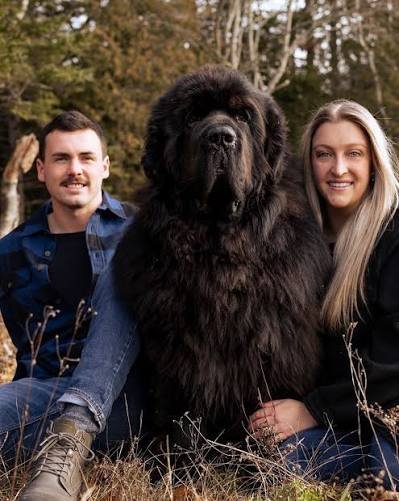 Newfoundland Dog Facts Every Pet Lover Should Know