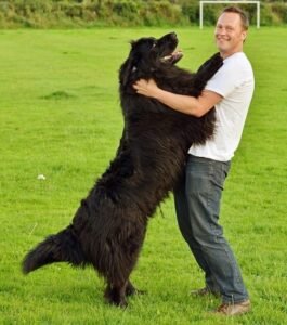 Newfoundland Dog Facts Every Pet Lover Should Know